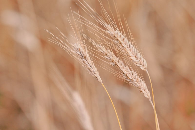 Wheat field