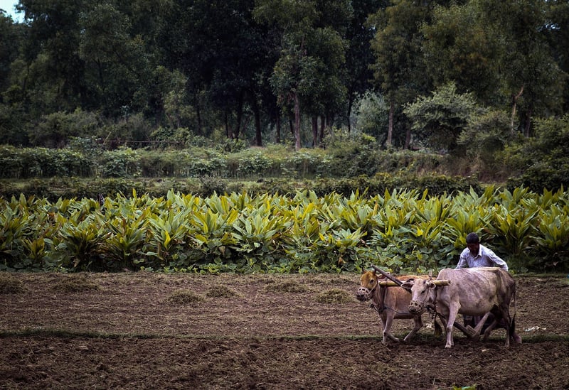 Farmer in a field